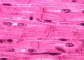 Mystery Muscle Tissue